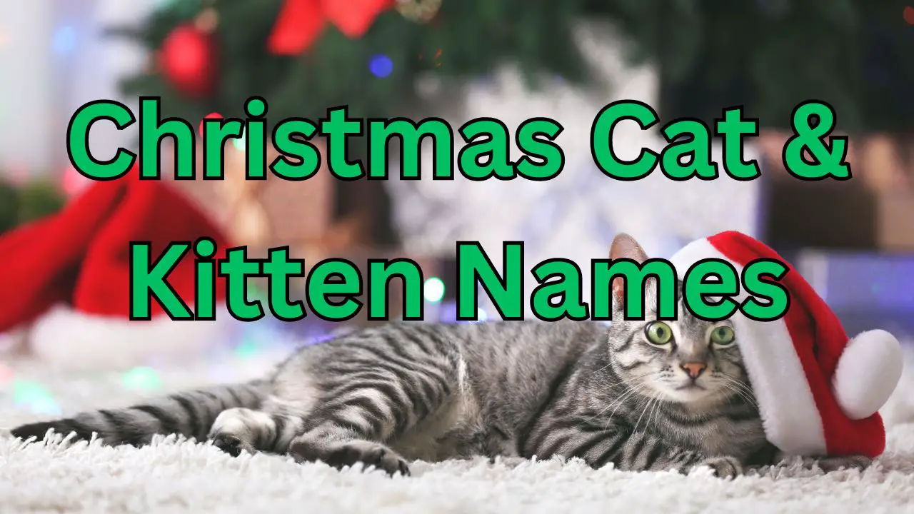 The 250 Most Popular Cute Cat Names